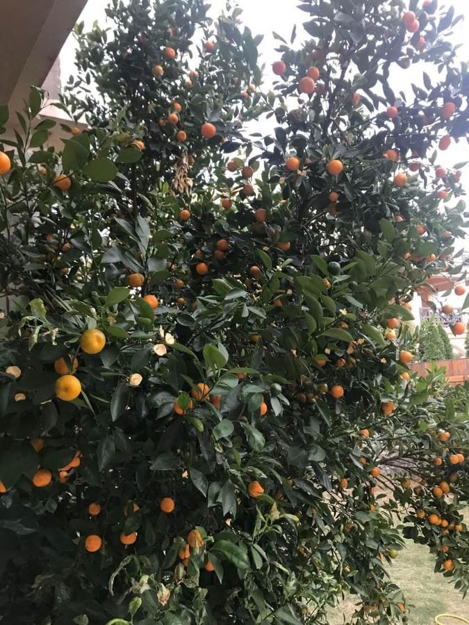 Апартаменты Studio Apartment Vukcevic Подгорица