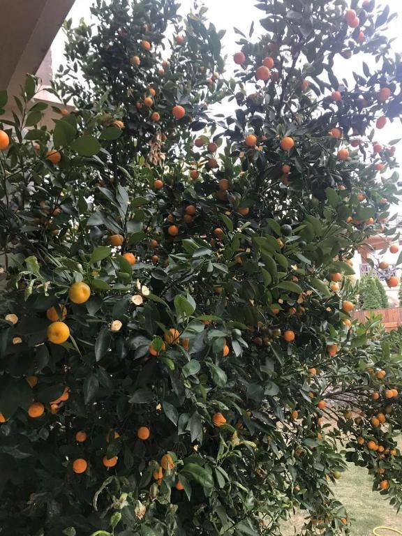 Апартаменты Studio Apartment Vukcevic Подгорица