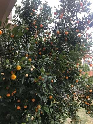 Апартаменты Studio Apartment Vukcevic Подгорица Апартаменты-8