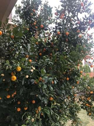 Апартаменты Studio Apartment Vukcevic Подгорица Апартаменты-9