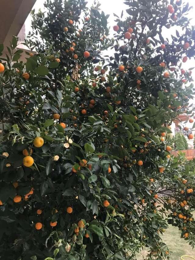 Апартаменты Studio Apartment Vukcevic Подгорица-14